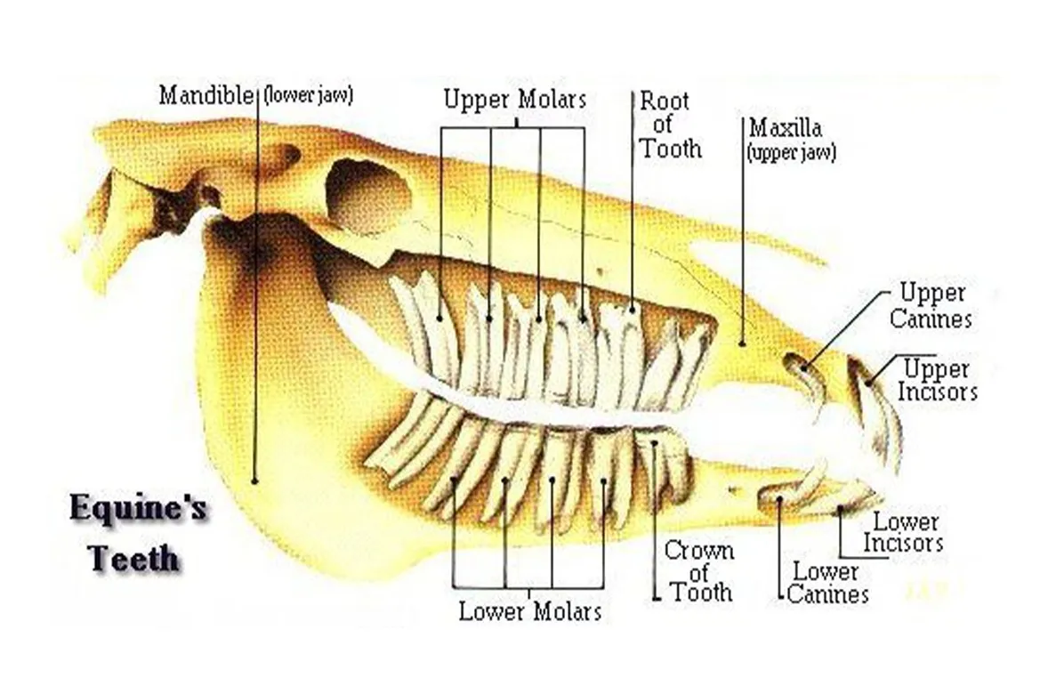Anatomy gigi kuda