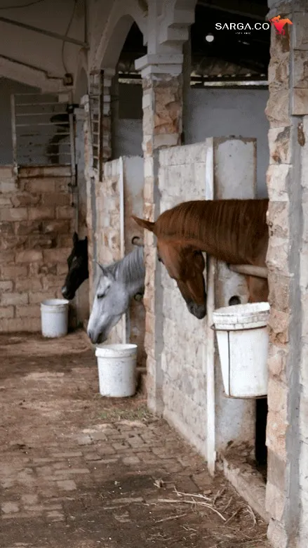 Harga Kuda Tembus Rp800 Juta Begini Cara Iqbal Raup Miliaran